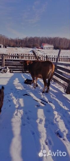 Джерсейская телка