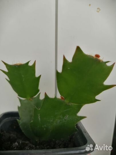 Декабрист шлюмбергера сортовой