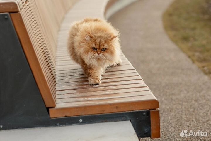 Случка кота