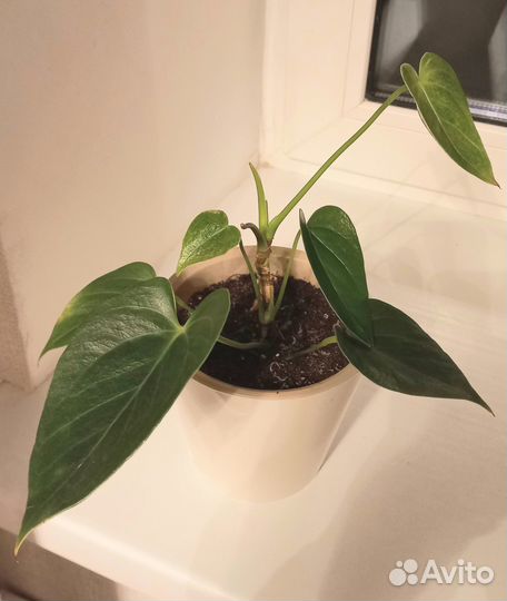 Комнатные растения