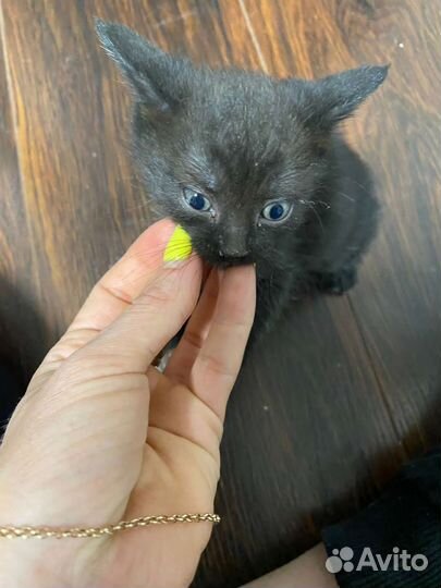 Котята на любой вкус и цвет. От 2 месяцев