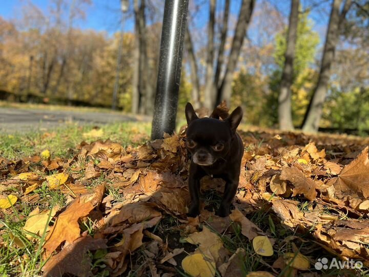 Вязка чихуахуа