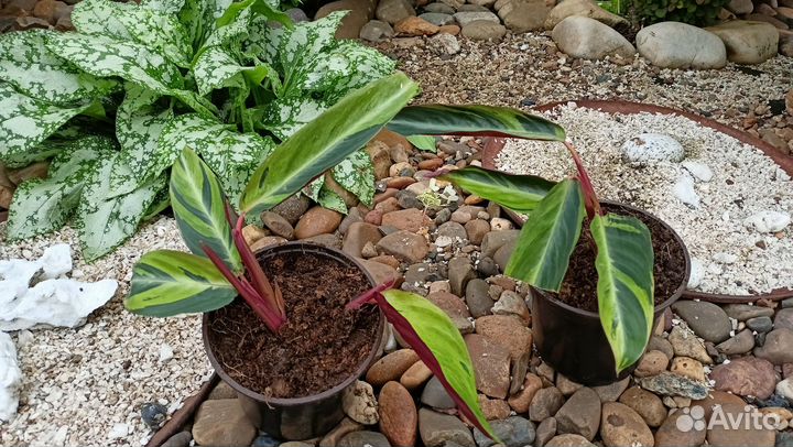 Строманта, Замиокулькос, Бегония королевская