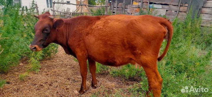 Коровы дойные молочные