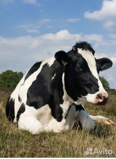 Коровы и телята