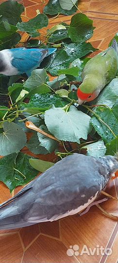 Неразлучники