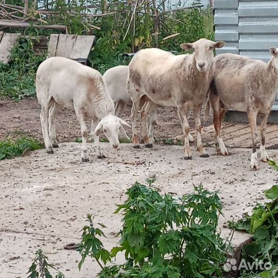 Катумские овцы