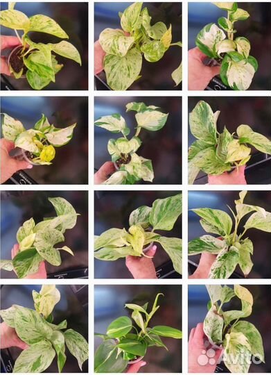 Сингониумы и Сциндапсусы