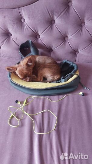 Чихуахуа щенки