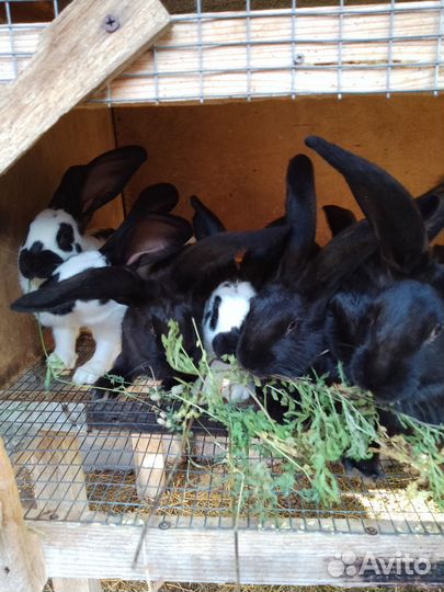 Кролики мясных пород