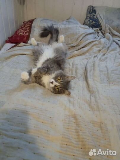 Кошка метис мейкуна