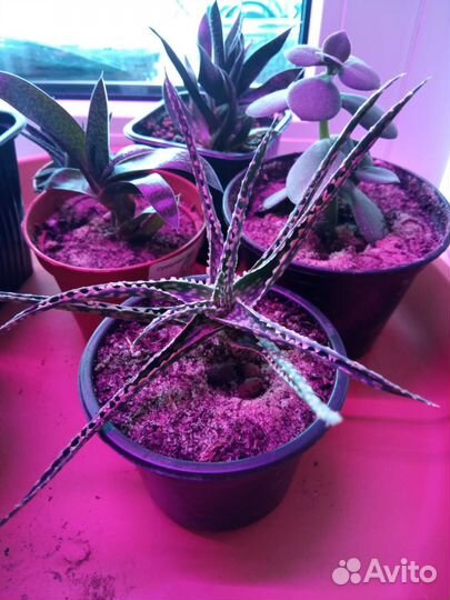 Суккуленты