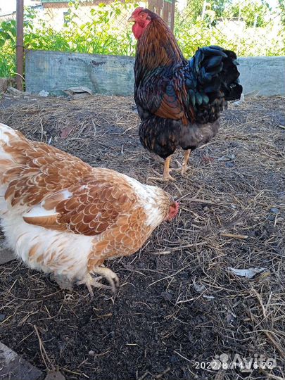 Инкубационное яйцо кур помесных