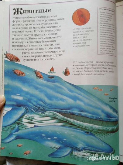 Энциклопедия для детей от А до Я