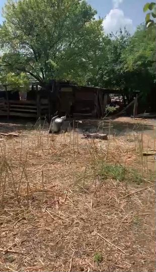 Дом 53 м² на участке 24 сот.