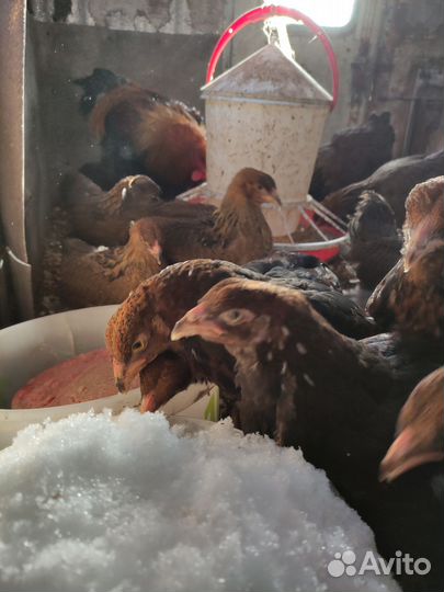 Петух брама