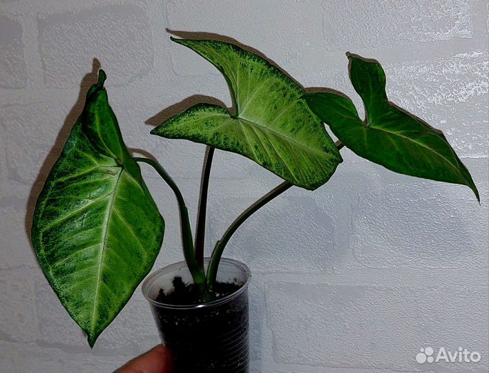 Сингониум Батерфляй и Конфетти