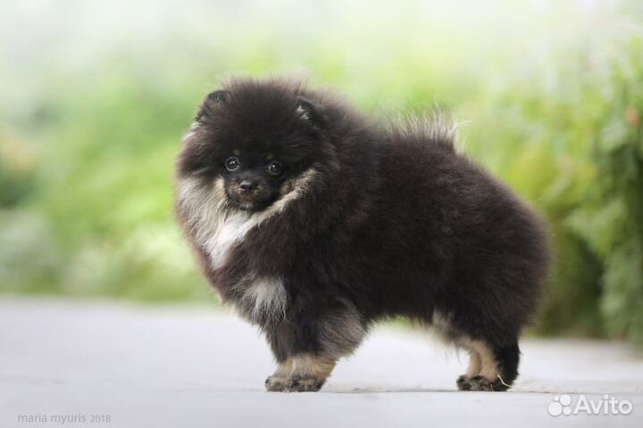 Профессиональный груминг шпицев