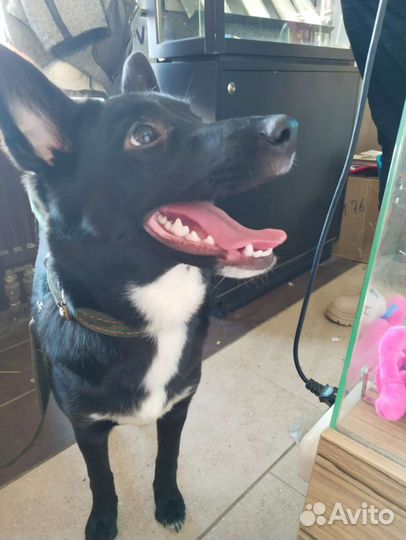 Молодая девчушка - веселушка