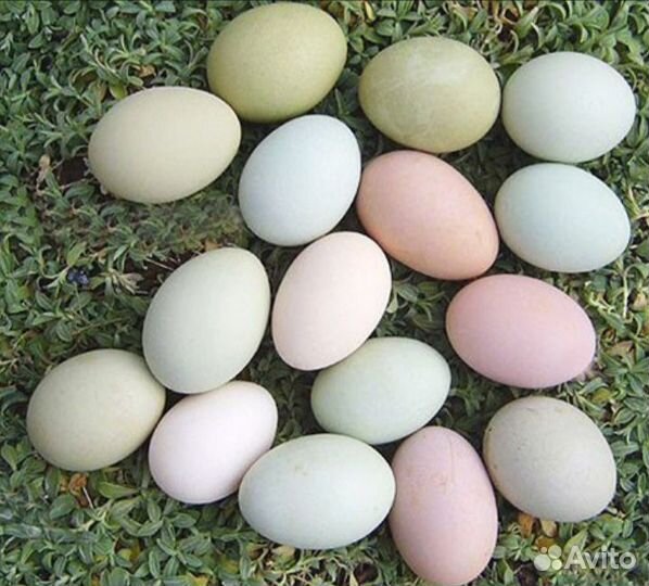 Куры, домашние яйца