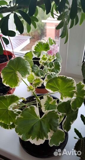 Герань пеларгония