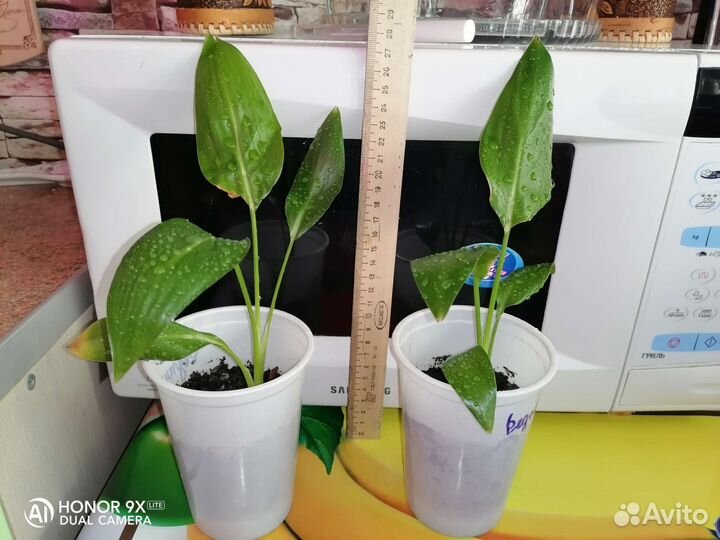 Стрелиция, нолина