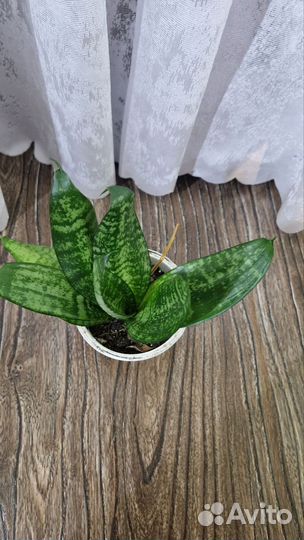 Сансевиерия