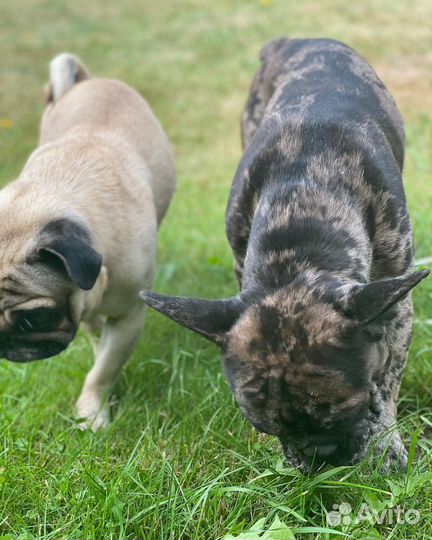 Французский бульдог кабель вязка