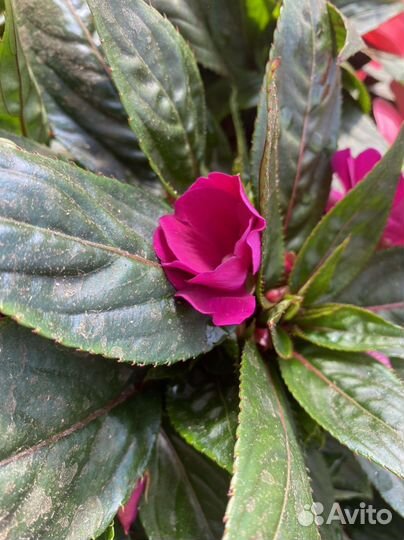 Бальзамин новогвинейский