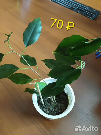 Комнатные цветы