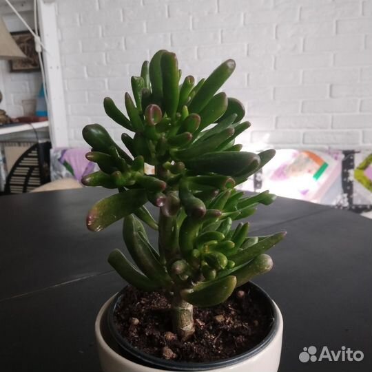 Толстянка, суккуленты