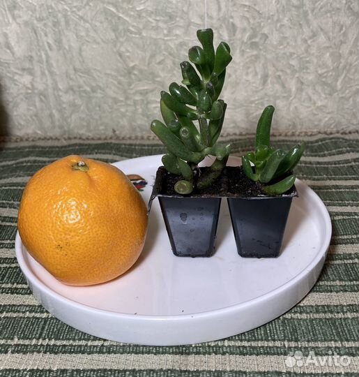 Комнатные растения - крассула овата хоббит