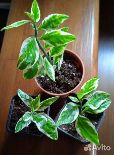 Педилантус