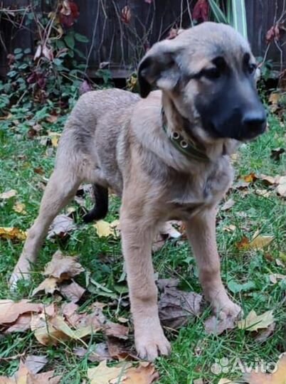 Малышки в поисках дома