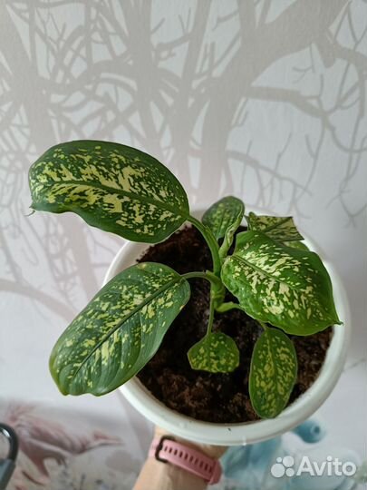 Диффенбахия