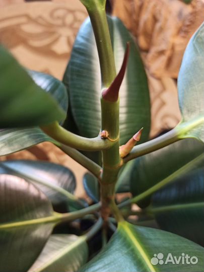 Фикус каучуконосный