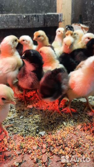Цыплята кур несушек