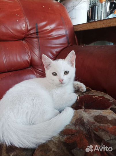 Котенок в добрые руки