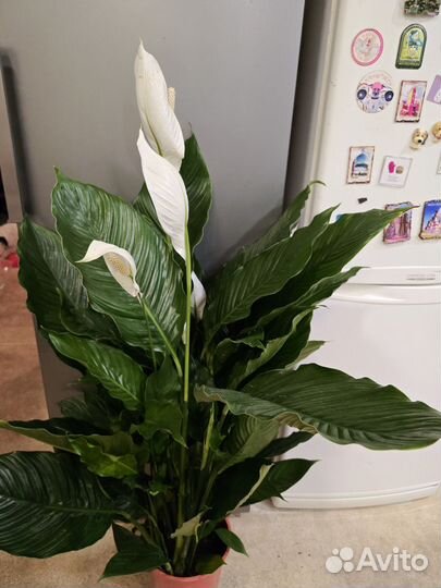 Спатифиллум Себастьяно Sweet Sebastiano