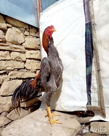 Бойцовые петухи