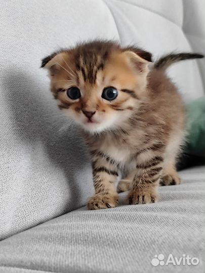 Вислоухие котята.1 месяц.Два мальчика и девочка