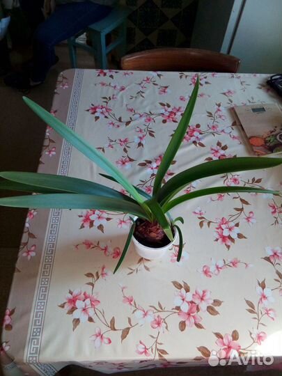 Спатифиллум, алоэ, герань, фикус, золотой ус и др