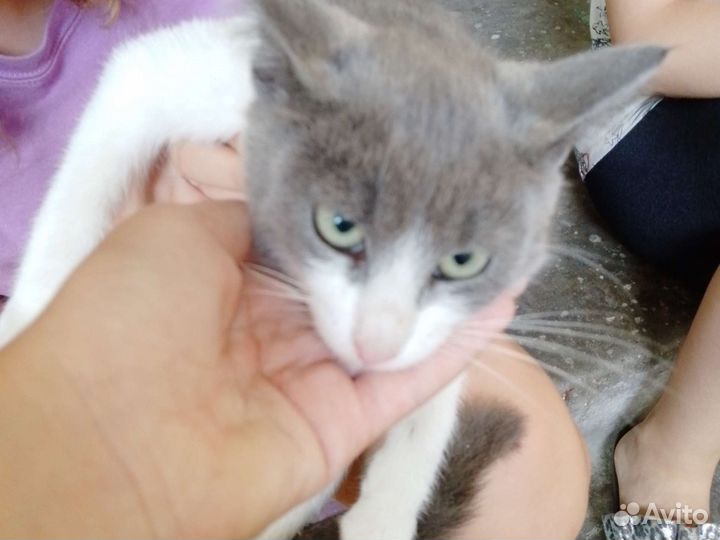 Отдам кота в добрые руки