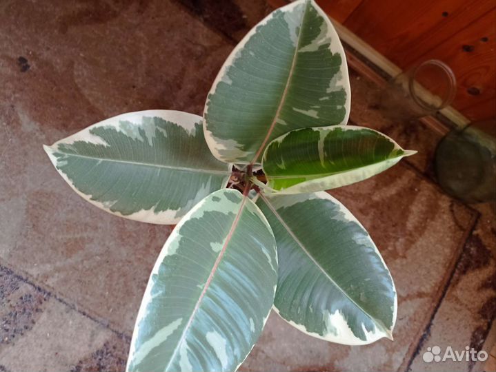 Фикус эластика тинеке
