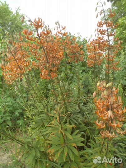 Лилия мартагон