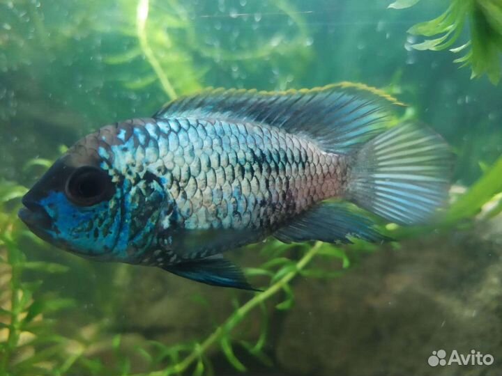 Продаю взрослую пару Наннокара электро блю