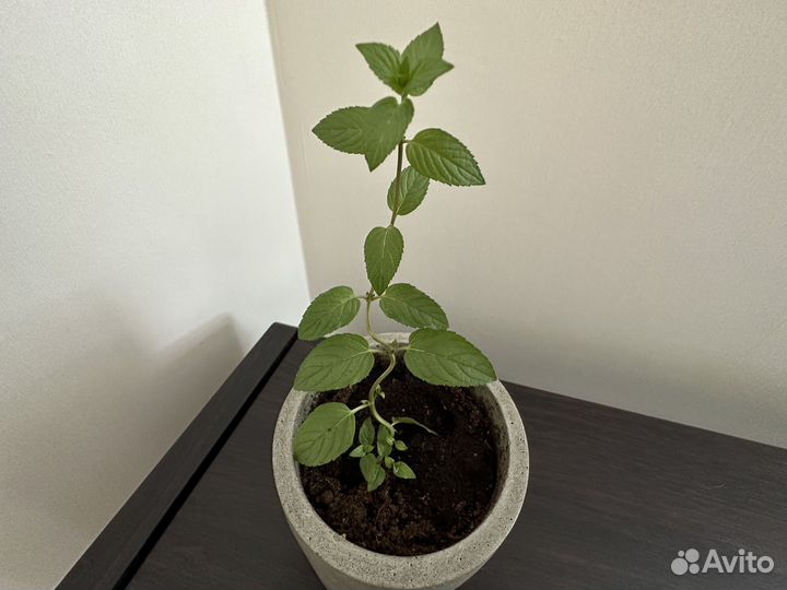 Сортовая мята Блэк Митчам