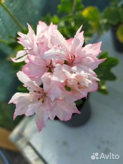 Пеларгония. Герань