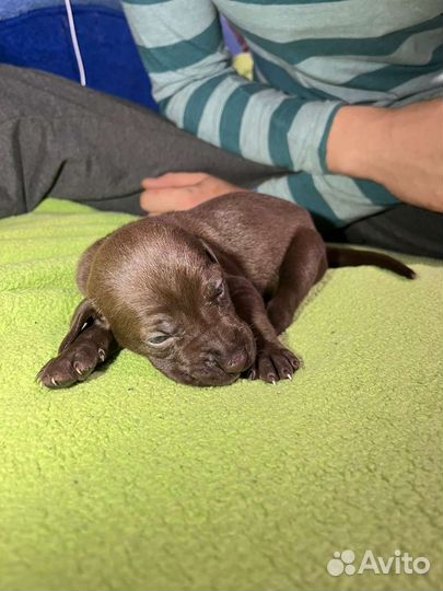 Лабрадор шоколад