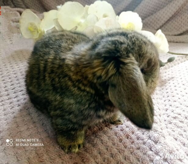 Кролики французский баран. Калифорния